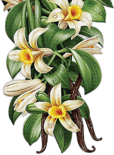 orchids Bb2 - kostenlos png