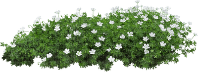 полянка с цветами - png grátis