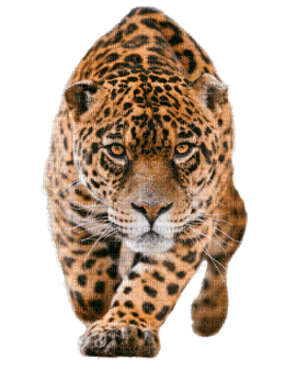 Kaz_Creations Leopard - 無料png