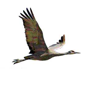duck katrin - Ingyenes animált GIF