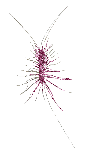house centipede - Nemokamas animacinis gif
