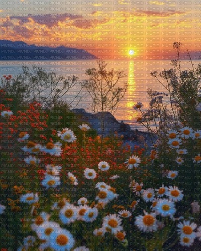 Flowers sunset background - zdarma png