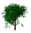 arbol verde animado gif  dubravka4 - Besplatni animirani GIF