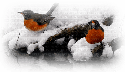 Kaz_Creations Deco Christmas  Bird Winter Birds - Free PNG