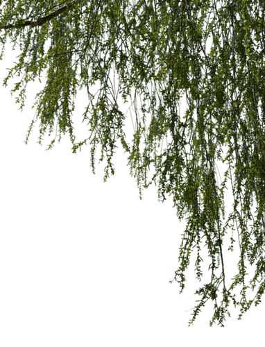 träd-hängande - ilmainen png