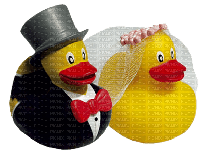 duck - PNG gratuit