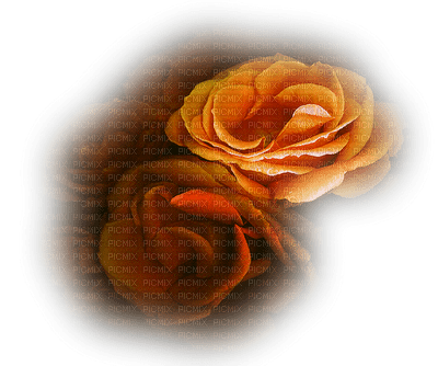 rose marron.Cheyenne63 - png grátis