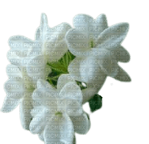 white flowers7 - бесплатно png