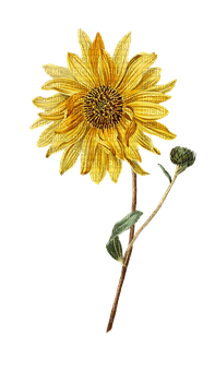 kikkapink deco sunflower flower spring summer - png ฟรี
