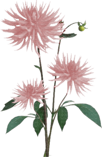 pink flower Bb2 - zdarma png
