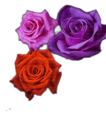 róże - nemokama png
