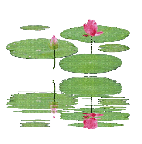 lotus/water - Gratis animeret GIF