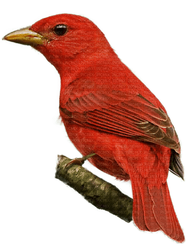 oiseaux - besplatni png