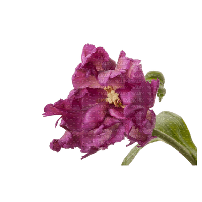 Flower Purple Parrot Tulip - gratis png