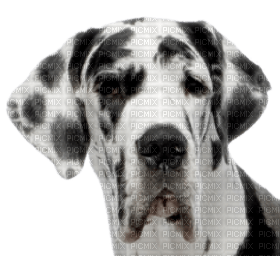 Kaz_Creations Dog Pup - ingyenes png