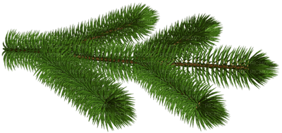 pine branch - png ฟรี