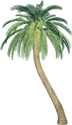 palmera dubravka4 - png grátis