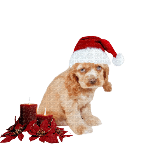 Christmas animal - безплатен png