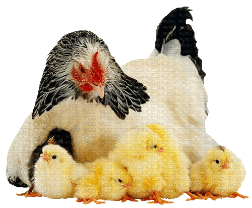 chicken - GIF animé gratuit