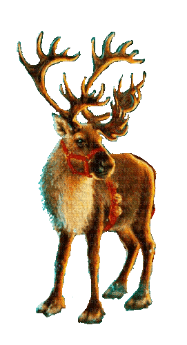 Christmas.Reindeer.Noël.renne.Victoriabea - Ingyenes animált GIF