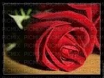 Cadre rose rouge - darmowe png