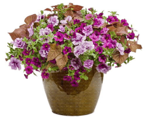 fleurs en pot web charmille - darmowe png