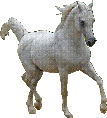 caballo - GIF animado grátis