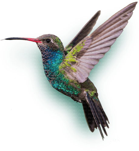 Kolibri - ilmainen png