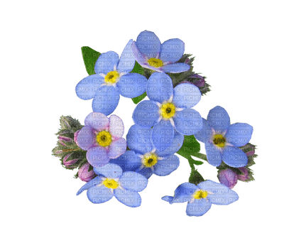 forget me not  flowers fleurs bleu - PNG gratuit