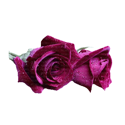 amarantowe róże - GIF animado grátis