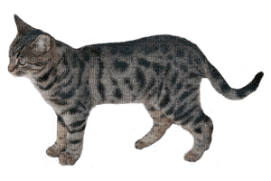 Tabby Cat - Free PNG
