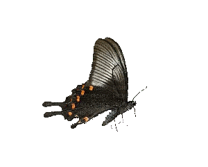 butterflies katrin - GIF animado grátis