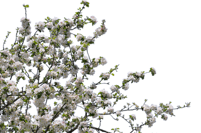 flores brancas-l - zdarma png