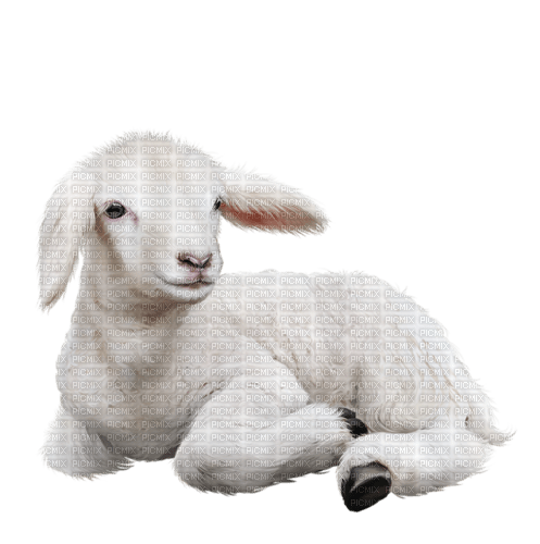 Lamb.Agneau.Cordero.Goat.Victoriabea - png grátis