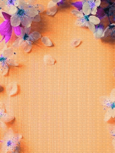 Orange Wallpaper - By StormGalaxy05 - фрее пнг
