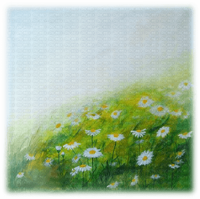daisy flower landscape paysage - png grátis