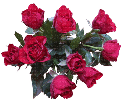ruže - png gratuito