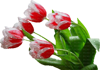 tulipanes - GIF เคลื่อนไหวฟรี