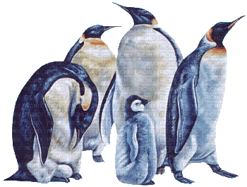 pingoin - Free animated GIF