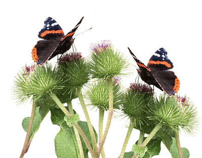 kukka, perhoset - kostenlos png