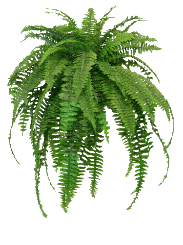 Planta color verde - GIF animado grátis