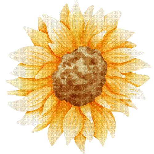 kikkapink flower sunflower - png ฟรี