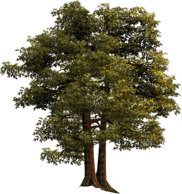 tree anastasia - 免费PNG