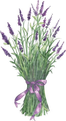 lavender  Bb2 - фрее пнг