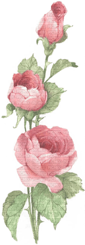 Branch Rose - png grátis