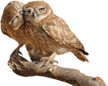 owl bp - zdarma png