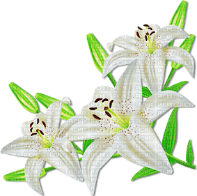 soave deco flowers spring lilies branch corner - Free PNG