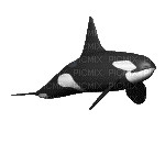 orca - GIF เคลื่อนไหวฟรี