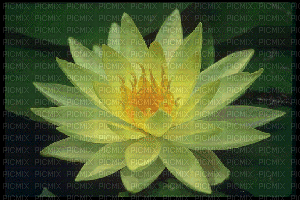 lotus gallery - Ingyenes animált GIF