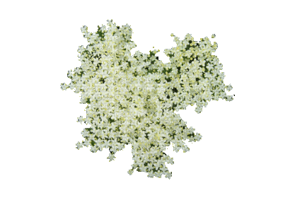 fleur blanche - Nemokamas animacinis gif